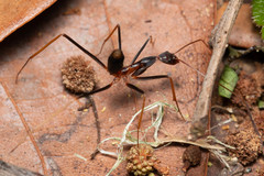 Leptomyrmex rothneyi