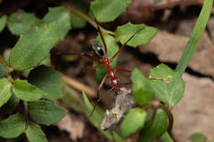 Leptomyrmex tibialis