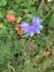 Cichorium intybus