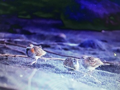 Turnix nigricollis