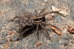 Artoriopsis