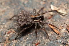 Artoriopsis