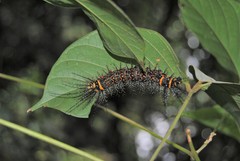 Pseudautomeris salmonea