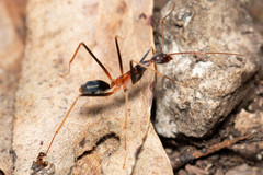 Leptomyrmex rothneyi