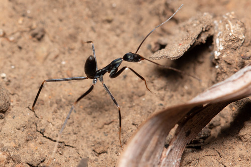 Leptomyrmex mjobergiLeptomyrmex mjobergi