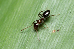 Prolasius convexus
