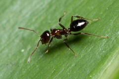 Prolasius convexus