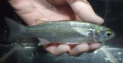 Moolgarda cunnesius