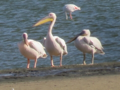 Pelecanus onocrotalus