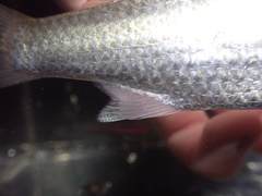 Moolgarda cunnesius