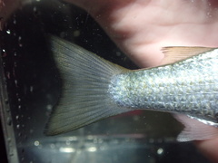 Moolgarda cunnesius