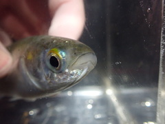 Moolgarda cunnesius