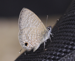 Prosotas nora ardates