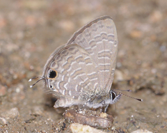 Prosotas nora ardates