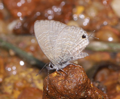 Prosotas nora ardates