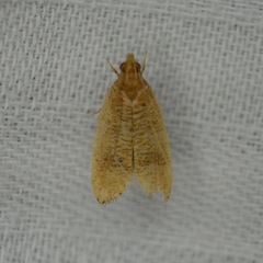 Psilocorsis cryptolechiella