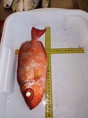 Priacanthus arenatus