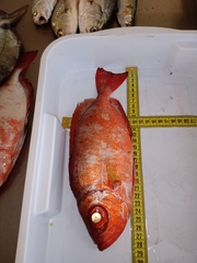 Priacanthus arenatus