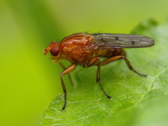 Dryomyzidae