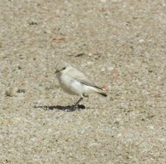 Emarginata tractrac