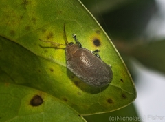 Menippus cynicus