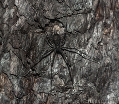 Tamopsis fickerti