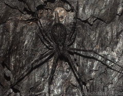 Tamopsis fickerti