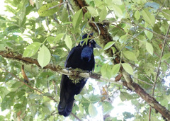 Cephalopterus ornatus