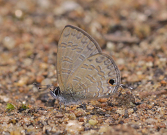 Prosotas nora ardates