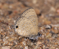 Prosotas nora ardates