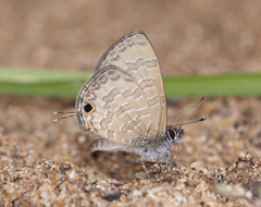 Prosotas nora ardates