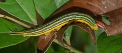 Opsiphanes invirae
