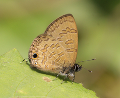 Prosotas nora ardates