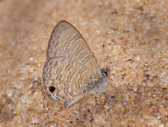 Prosotas nora ardates