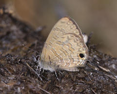 Prosotas nora ardates