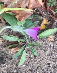 Agrostemma githago