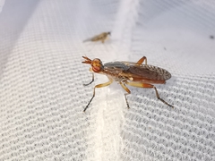 Dichetophora obliterata