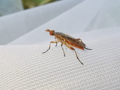 Dichetophora obliterata