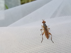 Dichetophora obliterata