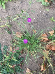 Agrostemma githago
