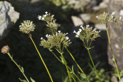 Valeriana alpestris