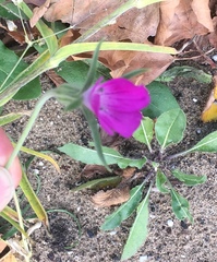 Agrostemma githago