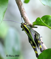 Eyprepocnemidinae