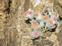 Helichrysum roseo-niveum