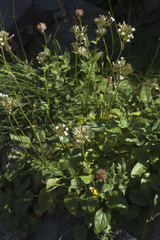 Valeriana alpestris