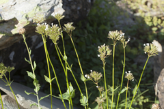 Valeriana alpestris