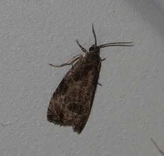 Olethreutes permundana