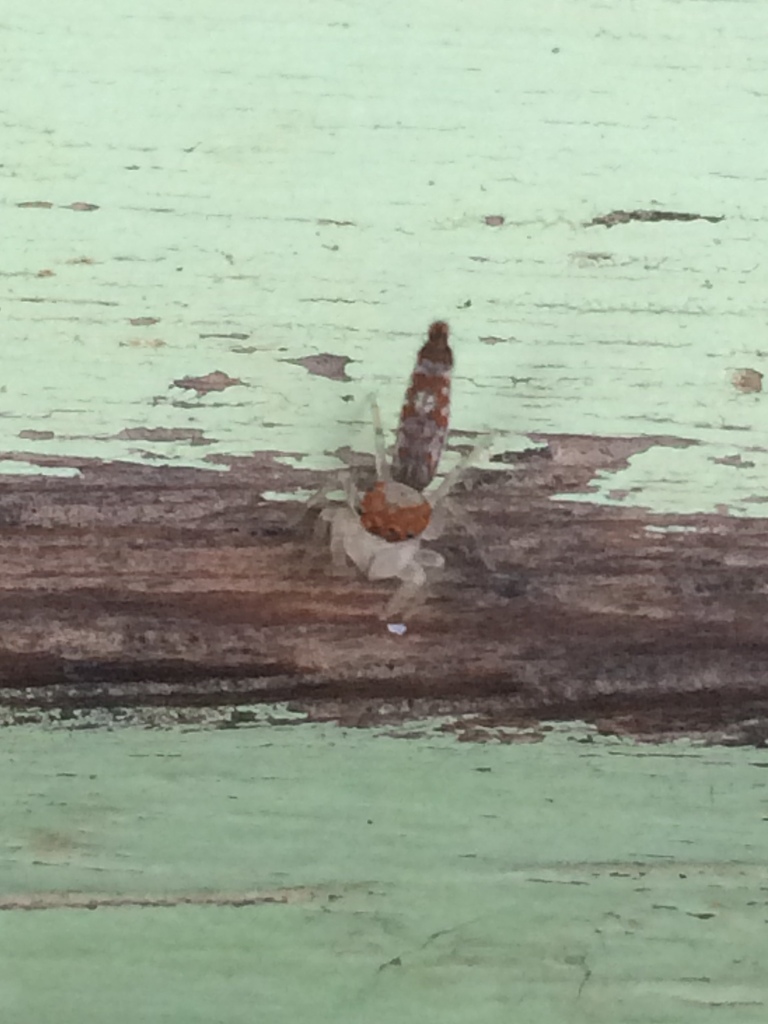 Ceriomura damborskyae