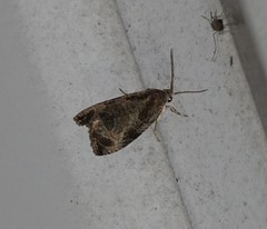 Olethreutes permundana