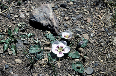Acaulimalva nubigena
